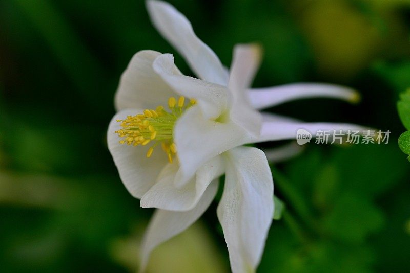 水仙花/耧斗菜花